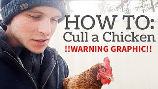 how to CULL a sick chicken [upl. by Jaclin639]