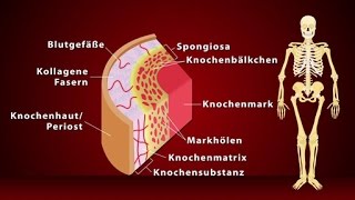 Knochen  Schulfilm Biologie [upl. by Bernadine]