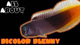 All About The Bicolor Blenny [upl. by Indnahc568]