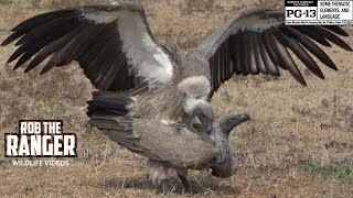 WhiteBacked Vultures Witness Their Intriguing Reproduction Rituals [upl. by Hanzelin]