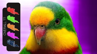 Superb Parrot The Best Pet Parrot [upl. by Ydne]