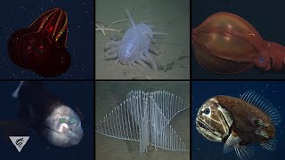 Creature feature Some of MBARIs most iconic deepsea critters [upl. by Goodyear]