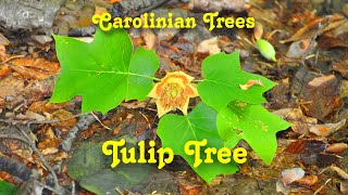 Carolinian Trees  Tulip Tree [upl. by Stearne]