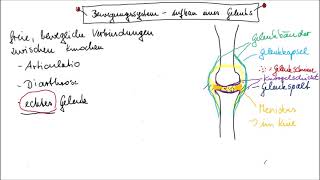 Aufbau eines echten Gelenks leicht erklärt [upl. by Nnovahs233]