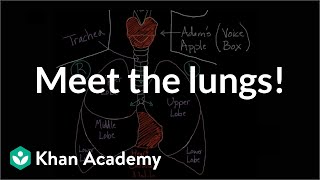 Meet the lungs  Respiratory system physiology  NCLEXRN  Khan Academy [upl. by Atinrahs]