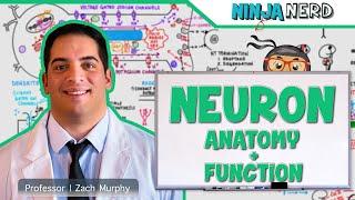 Neurology  Neuron Anatomy amp Function [upl. by Lessur]