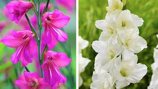 How to Plant Gladioli Summer Garden Guide [upl. by Nedia]