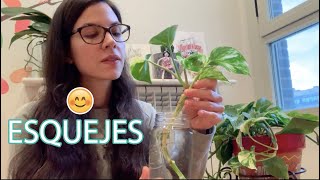 🌱 Cómo hacer esquejes aprende a multiplicar tus plantas de interior 🌱 [upl. by Roanne]