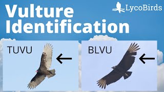 Turkey Vulture vs Black Vulture  Raptor Identification Birding [upl. by Campbell]