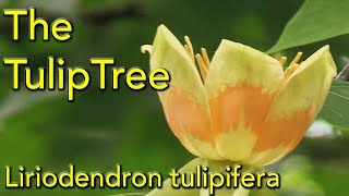 Tulip Tree  Liriodendron tulipifera [upl. by Alyahs]