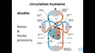 physiologie cardio vasculaire partie 1 [upl. by Eldredge]