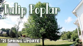 Spring 2021 Update  Tulip Poplar Trees  Liriodendron tulipifera [upl. by Eidoj328]