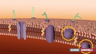 La membrana plasmatica tratto da Saraceni Strumia [upl. by Nnalyrehc]