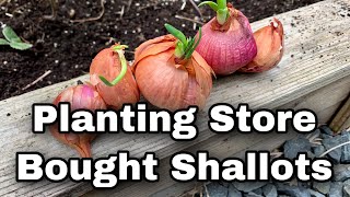 Planting Shallots From The Grocery Store [upl. by Chaddie225]