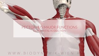 Pectoralis Major Functions Horizontal Adduction 3D Animation [upl. by Nylrehs]