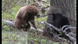 Bear FIGHT caught on camera [upl. by Bianca]