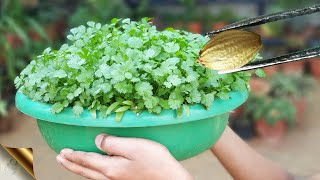 SECRET TRICK TO GROW ENORMOUS CORIANDER CILANTRO AT HOME [upl. by Spohr]