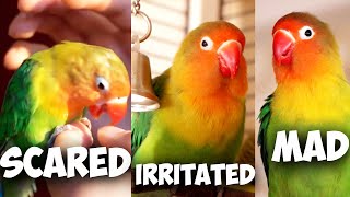 Lovebird Body Language Explained [upl. by Hallam285]