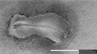 Early chick embryo development somitogenesis [upl. by Ridan]