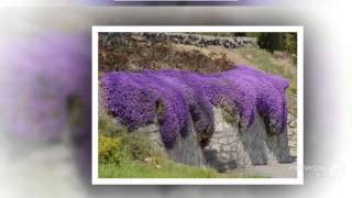 Aubrieta  garden plants [upl. by Ecahc]