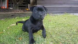 8 week old Staffy Puppy [upl. by Kipp]