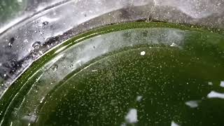 DAPHNIA MOINA CULTURE IN A SMALL BUCKET [upl. by Ailic]