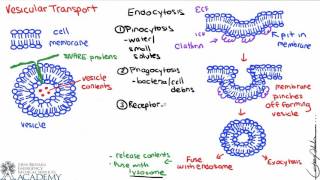 Vesicular Transport [upl. by Nolitta]