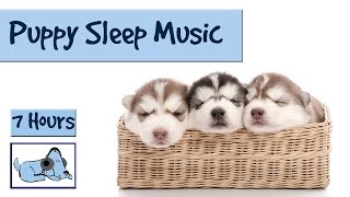 Help your Puppy go to Sleep at Night with this 7 HOUR Song Relax My Dog [upl. by Heyward]