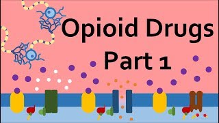 Opioid Drugs Part 1 Mechanism of Action [upl. by Syd279]