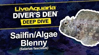 LiveAquaria® Diver’s Den® Deep Dive Sailfin Algae Blenny Salarias fasciatus [upl. by Rehpotsirc860]