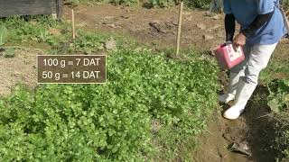 How to plant and grow coriander [upl. by Scoville]