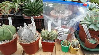 Growth rate care and cultivation of Astrophytum cactus [upl. by Sal]