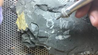 Fossil Preparation of Trilobites [upl. by Cassius948]