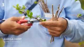 NUTRILITE FARMS The Acerola Cherry Story [upl. by Rutan]