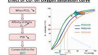 Allosteric effectors of Hemoglobin [upl. by Suneya109]