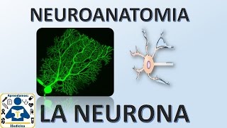 Neuroanatomia La Neurona [upl. by Nadia]