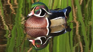 Canard branchu cri  Wood Duck call [upl. by Elia414]