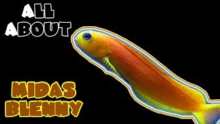 All About The Midas Blenny [upl. by Alonso]