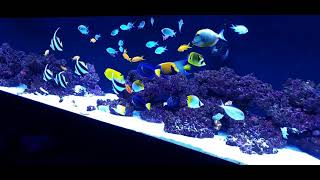 fish only saltwater tank [upl. by Elpmid577]