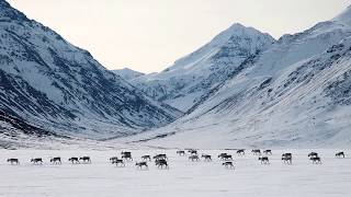 The Caribou Migration North  Gates of the Arctic National Park and Preserve Alaska [upl. by Dalia950]