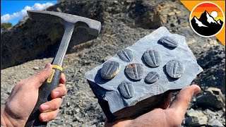 Digging Up 500 Million Year Old Trilobites withme [upl. by Akiehsat]