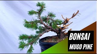 How to Make A Bonsai  Nursery Stock Mugo Pine [upl. by Nywnorb]