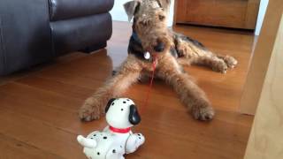 Airedale Terrier v fisherprice puppy [upl. by Kleiman]