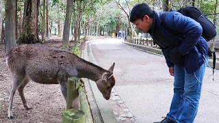 POLITE Bowing Deer of Nara Japan [upl. by Luelle]