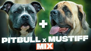 Pitbull Mastiff Mix  Everything You Need To Know About This Mastiff Mix [upl. by Janean]