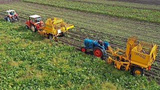 Oldtimer sugar beet harvest with Schmotzer Stoll amp Kleine  St Bovem 2020 [upl. by Zephan876]