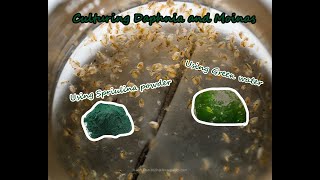 How To Culture Daphnia and Moinas using Green Water Spirulina powder [upl. by Aggi]