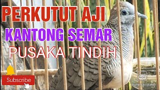 PERKUTUT AJI KATURANGGAN KANTONG SEMAR [upl. by Roth]