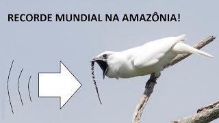 ArapongadaAmazônia Ouça o canto de ave mais alto do mundo [upl. by Gnouhk]