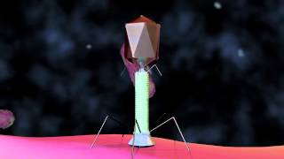 Bacteriophage T4 Virus  3D Animation [upl. by Corrina]